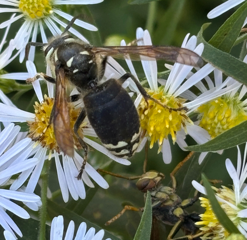 Bald-faced Hornet