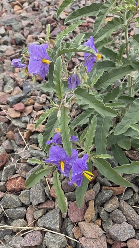silverleaf nightshade