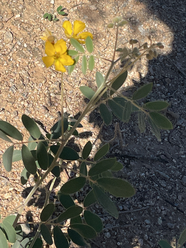 Coues' senna