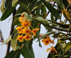 Dendrobium fimbriatum