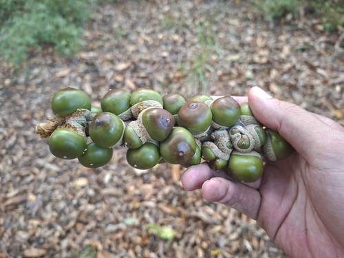 Lithocarpus kawakamii (Lithocarpus kawakamii)