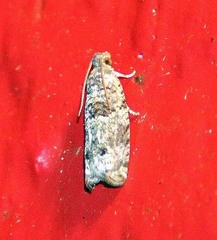 Pseudexentera knudsoni