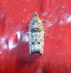 Pseudexentera knudsoni