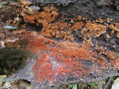 Botryobasidium simile