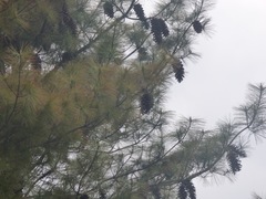 Pinus wallichiana
