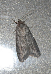 Semioscopis inornata