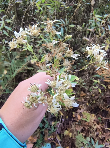 flat-top white aster