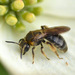Allegheny Mining Bee - Photo (c) Martin R. Lucas, some rights reserved (CC BY-NC), uploaded by Martin R. Lucas