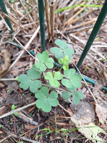Creeping Woodsorrel