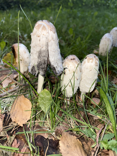 Shaggy Mane