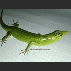 Lamprolepis smaragdina