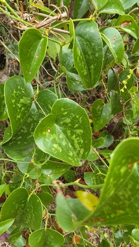 Rough Bindweed