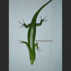 Lamprolepis smaragdina