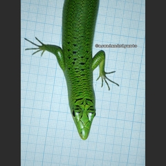 Lamprolepis smaragdina