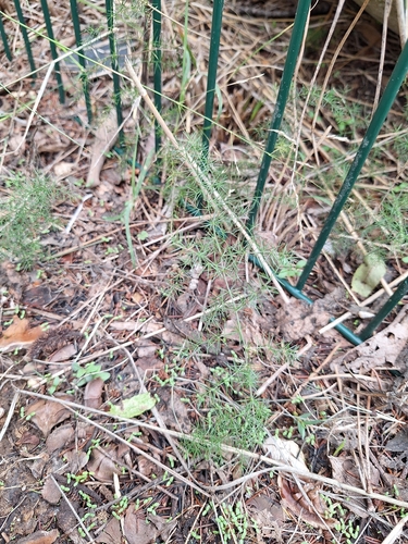 Spiny Asparagus