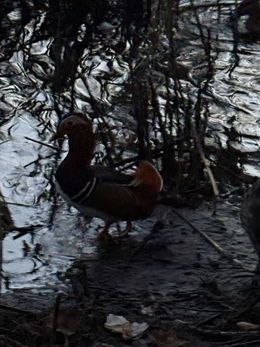 Mandarin Duck