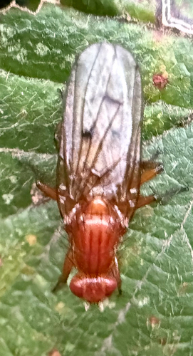 Hooded Dryomyza