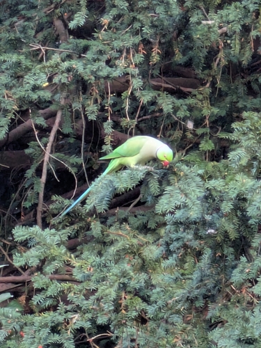 Rose-ringed Parakeet