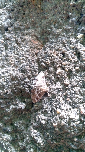 Spotted Beet Webworm Moth