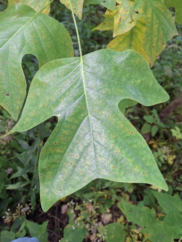 American tuliptree
