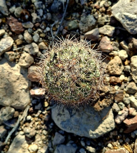 Warnock's Cactus