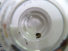 Ancylus fluviatilis