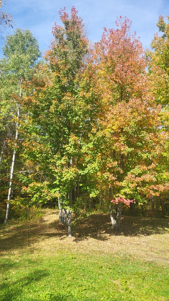 Two red maples with orange and red tops and still-green lower branches, beside a birch at the edge of a lawn.