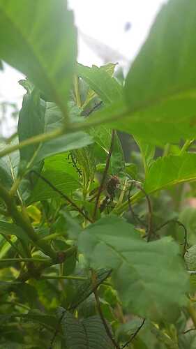 Variegated Paper Wasp