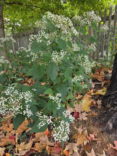 white snakeroot