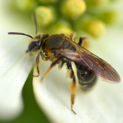 Andrena alleghaniensis