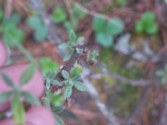 Piptanthus nepalensis