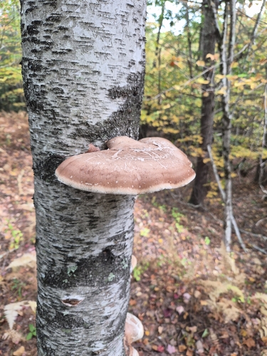 birch polypore