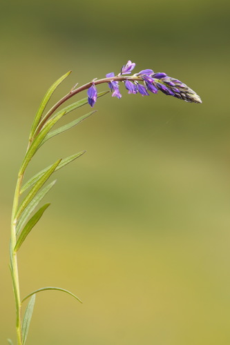Skiauterėtoji putokšlė nuotrauka