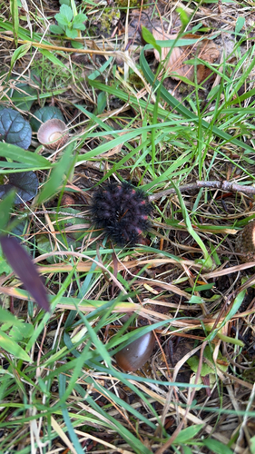 Giant Leopard Moth