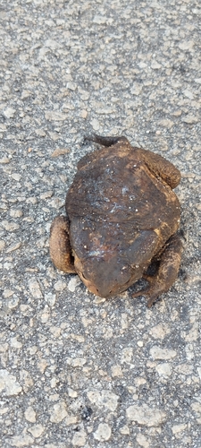 Spiny Toad