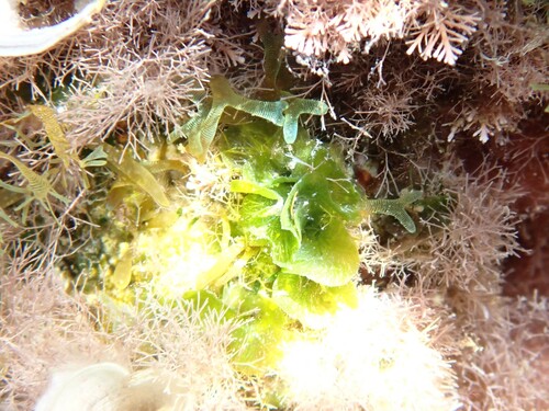 Anadyomene stellata observed 2026-10-04
