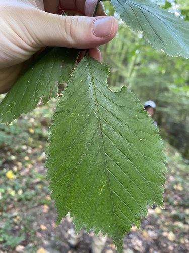 Wych Elm