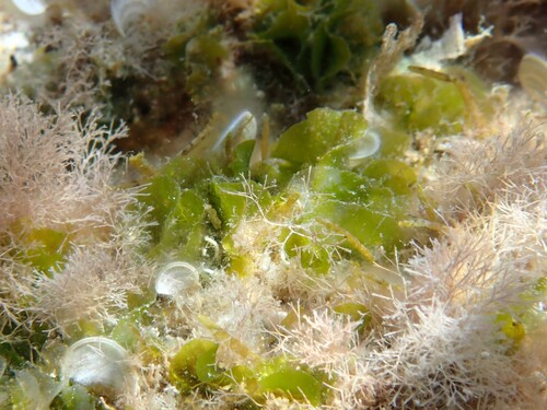 Anadyomene stellata observed 2026-10-04