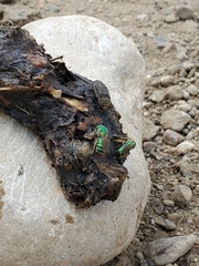 Thanatophilus lapponicus