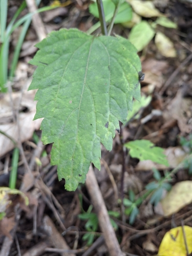 white snakeroot
