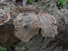 Dendrophora