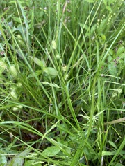 Carex debilis