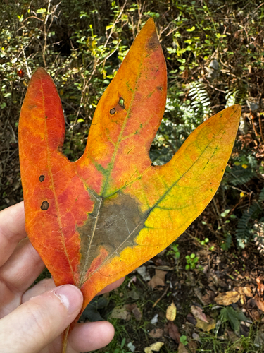 sassafras