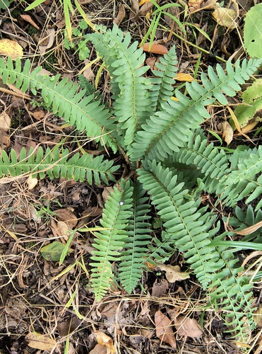 Christmas fern