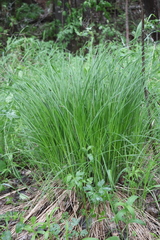 Carex cespitosa