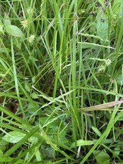 Carex debilis