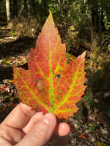 red maple
