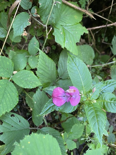Himalayan balsam