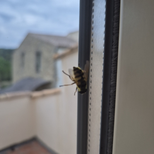 Yellow-haired Sun Fly