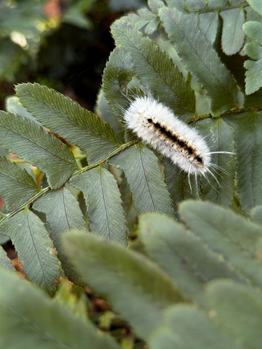 Hickory Tussock Moth